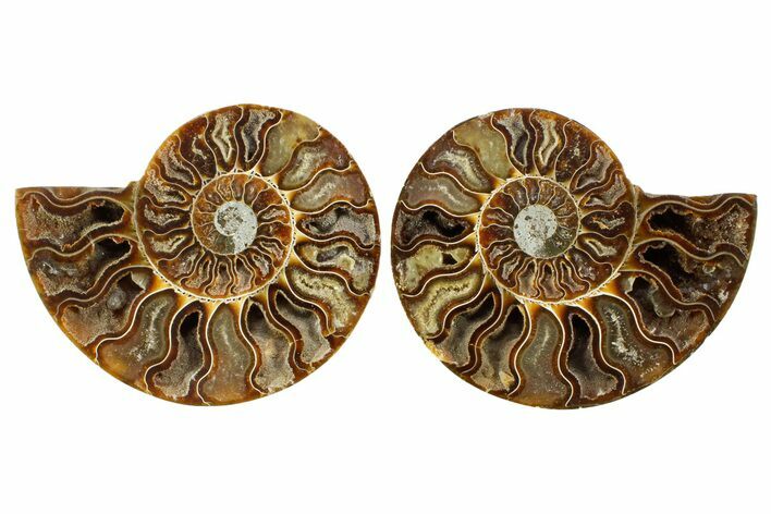 Cut & Polished Crystal-Filled Ammonite Fossil - Madagascar #364924